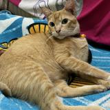(Kategori: ) berada di . Dikirim oleh ellen_n (ID iklan 1381600998, Gambar 1). Deskripsi: .