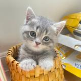 （分類：）位於 。 由 beebeemeowmeowkaka 提交（商品編號 1280165100，圖片 1）。簡介： 。