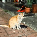 由 a3960101370505 (刊登 ID 1385834336，圖片 1) 提交，位於 的 (類別：)，說明：。