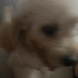 (Category: ) located in . Submitted by iwgreentealeh (Listing ID 1444820874, Image 1). Description: .