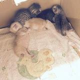 (Category: ) located in . Submitted by pietpekje (Listing ID 1357009155, Image 1). Description: .