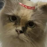 (Kategori: ) berada di . Dikirim oleh localcuteness (ID iklan 1298786209, Gambar 1). Deskripsi: .