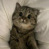 (分類:)位於 。 由 iluvmeowmeow 提交(商品編號 1355855077,圖片 1)。簡介: 。