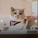 (Category: ) located in . Submitted by shopnest (Listing ID 1325742228, Image 1). Description: .