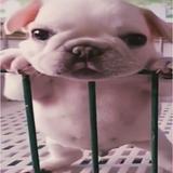 (Category: ) located in . Submitted by gyanmuggins (Listing ID 1334894889, Image 1). Description: .