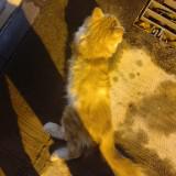 (Category: ) located in . Submitted by faridzyl (Listing ID 1463274418, Image 1). Description: .
