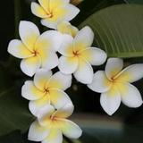 （分類：）位於 。 由 flowers_woman 提交（商品編號 1336014451，圖片 1）。簡介： 。