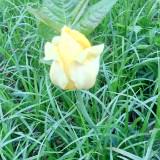(Category: ) located in . Submitted by raining.star (Listing ID 1329162239, Image 1). Description: .