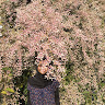 (Kategori: ) berada di . Dikirim oleh lashira_ (ID iklan 1379547135, Gambar 1). Deskripsi: .