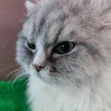 （分類：）位於 。 由 catlover10xn29 提交（商品編號 1320440471，圖片 1）。簡介： 。