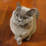 （分類：）位於 。 由 cutemuffin 提交（商品編號 1315288730，圖片 1）。簡介： 。
