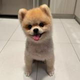 (Category: ) located in . Submitted by senchaa (Listing ID 1380569555, Image 1). Description: .