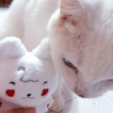 (Category: ) located in . Submitted by yeunhoes (Listing ID 1347842315, Image 1). Description: .