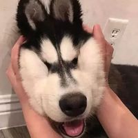 (Category: ) located in . Submitted by zwr00 (Listing ID 1454143593, Image 1). Description: .