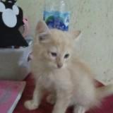 (Kategori: ) berada di . Dikirim oleh momo_momi87 (ID iklan 1340726391, Gambar 1). Deskripsi: .