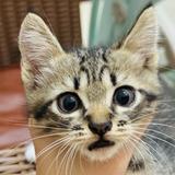 (Kategori: ) berada di . Dikirim oleh putripreloveddd (ID iklan 1350554696, Gambar 1). Deskripsi: .