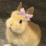 (Category: ) located in . Submitted by yeoubigastosera (Listing ID 1464077888, Image 1). Description: .