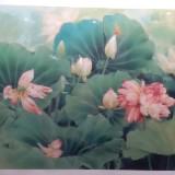 （分類：）位於 。 由 garden321 提交（商品編號 1250828319，圖片 1）。簡介： 。