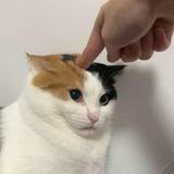 （分類：）位於 。 由 macy.wu 提交（商品編號 1380822305，圖片 1）。簡介： 。