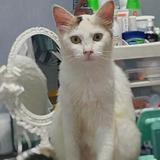 (Kategori: ) berada di . Dikirim oleh piupiuwopyou (ID iklan 1383076589, Gambar 1). Deskripsi: .