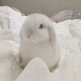 (Category: ) located in . Submitted by slurrs (Listing ID 1374037652, Image 1). Description: .