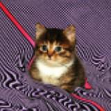 (Category: ) located in . Submitted by advc123 (Listing ID 1130196842, Image 1). Description: .