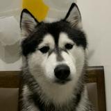 (Category: ) located in . Submitted by declutteringdani (Listing ID 1379664060, Image 1). Description: .