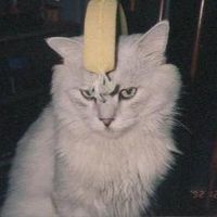 （分類：）位於 。 由 kccjk 提交（商品編號 1384404440，圖片 1）。簡介： 。