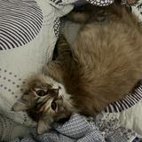 (Category: ) located in . Submitted by nurfarihinshukriii (Listing ID 1382353043, Image 1). Description: .