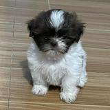 (Category: ) located in . Submitted by maeequiambao (Listing ID 1374473766, Image 1). Description: .