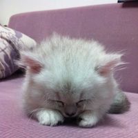 (Category: ) located in . Submitted by sydney072996322 (Listing ID 1363127024, Image 1). Description: .