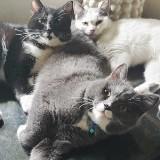 (Category: ) located in . Submitted by JSound (Listing ID 1305131987, Image 1). Description: .