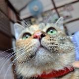 (Category: ) located in . Submitted by catmum7 (Listing ID 1345676986, Image 1). Description: .