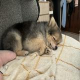 (Category: ) located in . Submitted by ihamletuser (Listing ID 1308386369, Image 1). Description: .