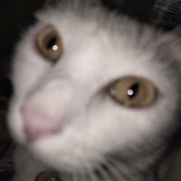 (Category: ) located in . Submitted by wanaaa._ (Listing ID 1462105207, Image 1). Description: .