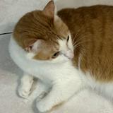 由 beverlyly (刊登 ID 1382634028，圖片 1) 提交，位於 的 (類別：)，說明：。