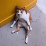 (Category: ) located in . Submitted by yp5959 (Listing ID 1377814769, Image 1). Description: .
