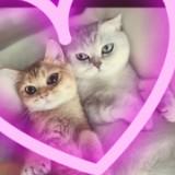 （分類：）位於 。 由 ccw_110 提交（商品編號 1372604952，圖片 1）。簡介： 。