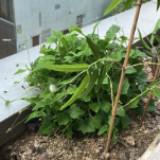 （分類：）位於 。 由 purbitica 提交（商品編號 1384331930，圖片 1）。簡介： 。