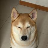 由 _roooom_ (刊登 ID 1368754253，圖片 1) 提交，位於 的 (類別：)，說明：。