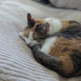 (Category: ) located in . Submitted by ahganck (Listing ID 1374944004, Image 1). Description: .