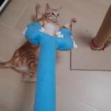 （分類：）位於 。 由 bigbigmax 提交（商品編號 1328748811，圖片 1）。簡介： 。