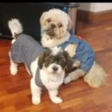 (Category: ) located in . Submitted by giovandbertha1 (Listing ID 1366613332, Image 1). Description: .