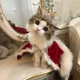 (Category: ) located in . Submitted by luxycatqueen (Listing ID 1232630672, Image 1). Description: .