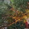 (Category: ) located in . Submitted by crishendo884689 (Listing ID 1371981692, Image 1). Description: .