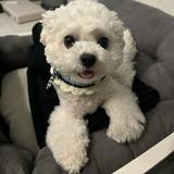 （分類：）位於 。 由 mmmmmmshop. 提交（商品編號 1324301155，圖片 1）。簡介： 。