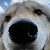 （分類：）位於 。 由 crycrap 提交（商品編號 1383135135，圖片 1）。簡介： 。