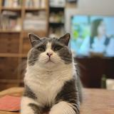 由 switchcat (刊登 ID 1320358222，圖片 1) 提交，位於 的 (類別：)，說明：。