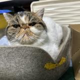 （分類：）位於 。 由 bebefafajiujiu 提交（商品編號 1377365423，圖片 1）。簡介： 。