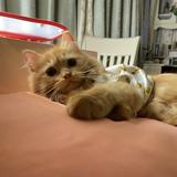 (Category: ) located in . Submitted by cats_and_everything (Listing ID 1328540269, Image 1). Description: .
